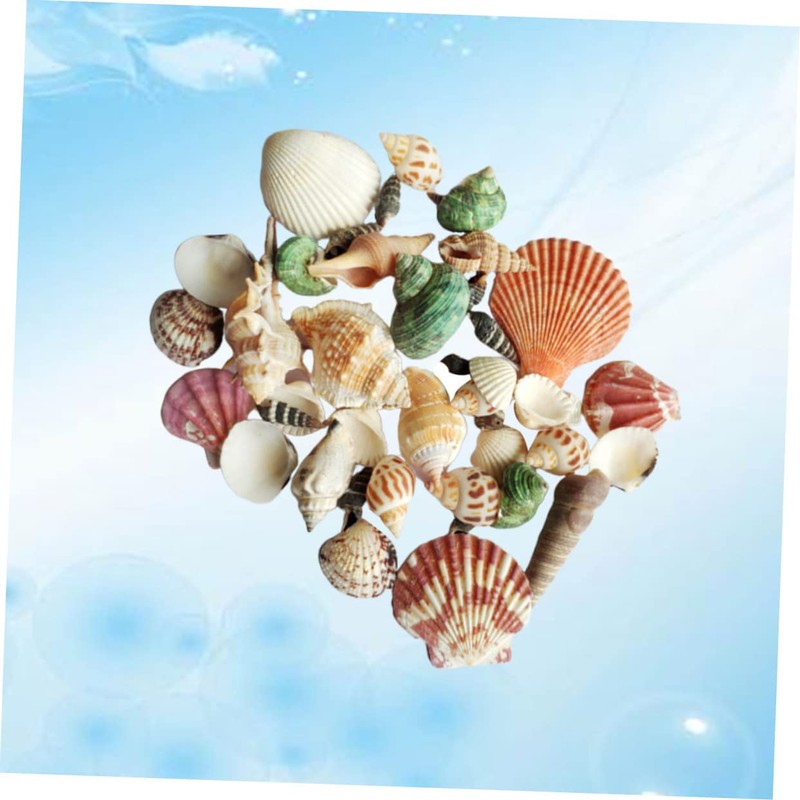 DOITOOL 1pack Natural Shell Conch Fish Tank Landscaping DIY Craft
