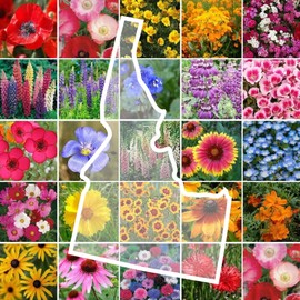 Eden Brothers Idaho Wildflower Mixed Seeds for Planting, 1 oz, 30,000+ Seeds with Foxglove, Cosmos | Attracts Pollinators, Plant in Spring or Fall, Zones