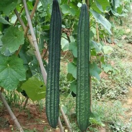 NYgardenia 20pcs Ridged Sponge Gourd Seeds – Heirloom Angled Luffa Gourd Vegetable Seeds