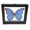 REAL BUTTERFLY MORPHO DIDIUS INSECT TAXIDERMY FRAME WITH DOUBLE SIDE