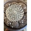 Big Cactus Blando Pelecyphora Aselliformis Hatchet Cactus 1 Headed 4”