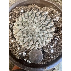 Big Cactus Blando Pelecyphora Aselliformis  Hatchet Cactus  1 Headed 4” pot