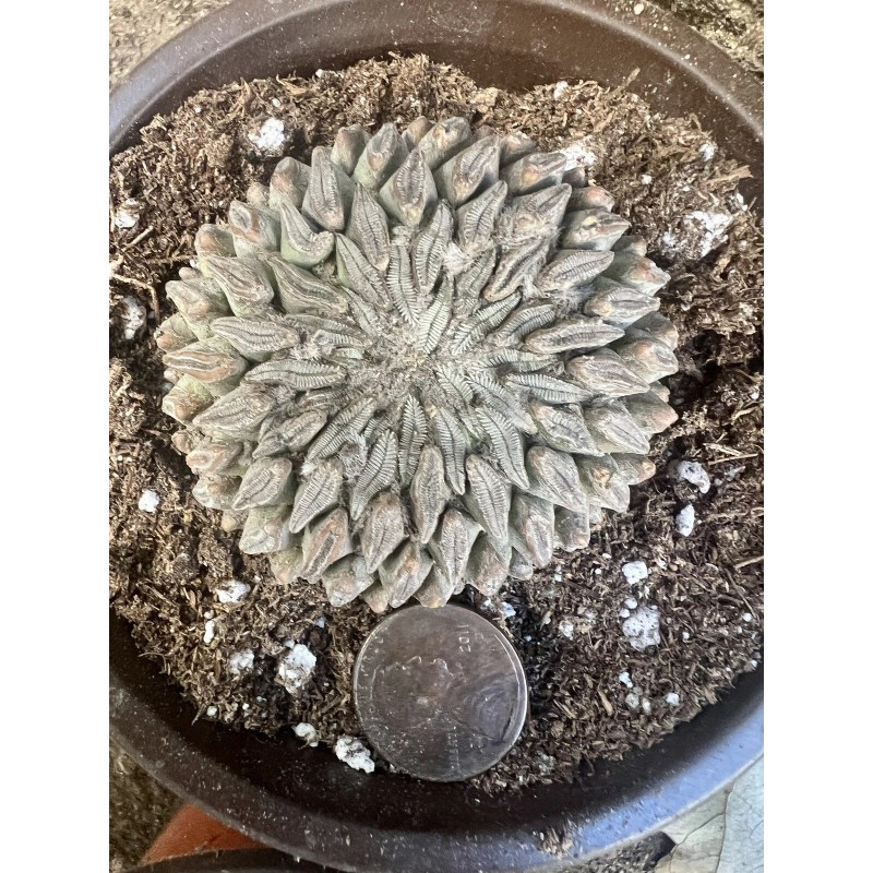 Big Cactus Blando Pelecyphora Aselliformis Hatchet Cactus 1 Headed 4”