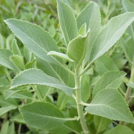 Japanese Incense Sticks, Pack of 50 Nippon Kodo Morning Star Incense Sticks, Smoke Sticks from Japan Made of Natural Fabrics without Chemistry for Relaxation and Meditation (Sage)