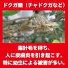 Gold Bird tyadokuga What's more Important To Hair to Compound