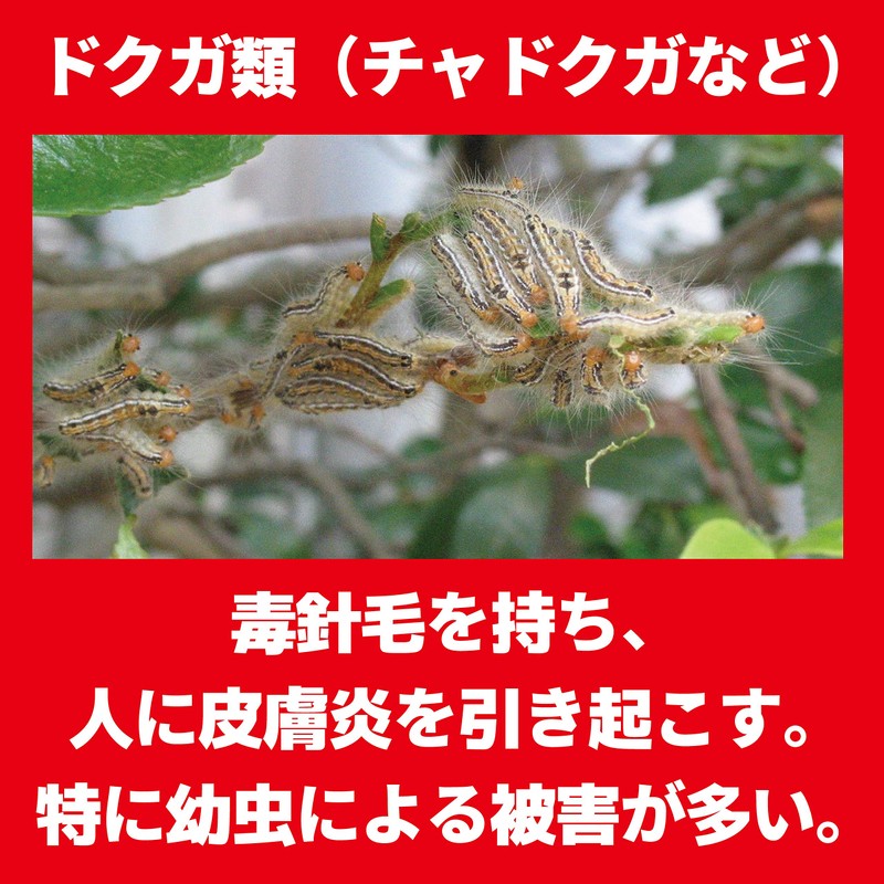 Gold Bird tyadokuga What's more Important To Hair to Compound