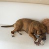 SPOT Bam-Bones Wishbone - Made with Strong Bamboo Fiber, Durable