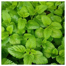 Everwilde Farms - 1/4 Lb Organic Lemon Balm Herb Seeds - Gold Vault