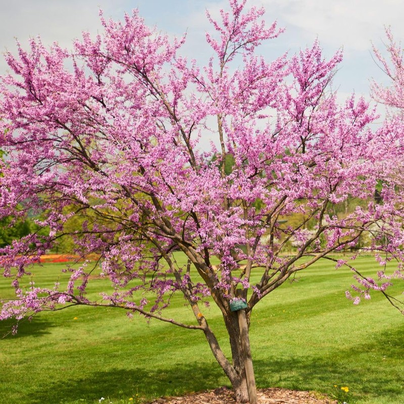 The Easterm Redbud, Rosy Pink Flowering, Ornamental, Deciduous, Medium Growth