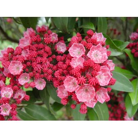 Kalmia lat. 'Sarah' (Mountain Laurel) Evergreen, pinkish-red flowers, #3 - Size Container