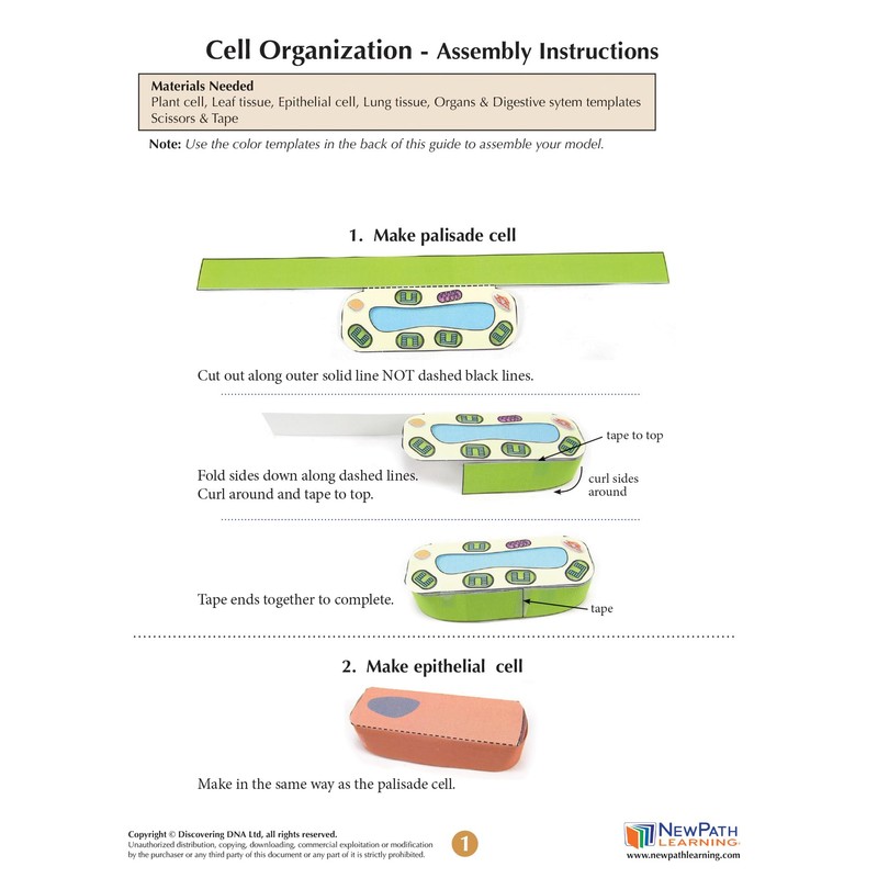 NewPath Cell Organization 3-D Model Making Kit - Individual Student