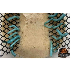 ABDRAGONS Live Hornworms 25 Ct Per cup | Feeder Insects | Reptile Feed | Live Guarantee - 2 Cups Qty:50, Hold at Post Office