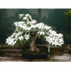 CZ Grain 20 Flowering Dogwood Bonsai Tree Seeds