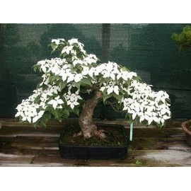 CZ Grain 20 Flowering Dogwood Bonsai Tree Seeds