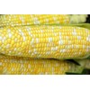 Peaches and Cream Hybrid (se) - Corn Seeds - Non-GMO