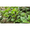 Does Not Apply Red Stem Malabar Spinach Seeds Basella alba