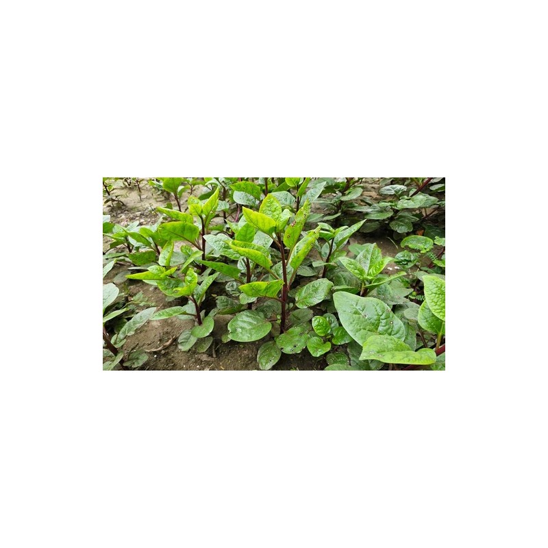 Does Not Apply Red Stem Malabar Spinach Seeds Basella alba