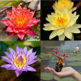 3 Pack Live Water Lily Tubers Freshwater Aquatic Plant Pond Garden Colorful by Greenpro