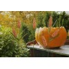 ATT Metal Corn Stake Autumn Harvest Decoration- Decorative Yard Lawn