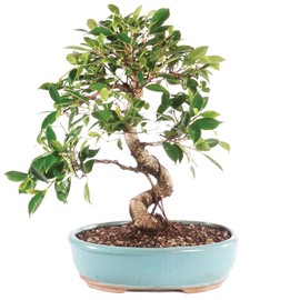 Brussel's Bonsai Live Golden Gate Ficus Indoor Bonsai Tree - Large, 10 Years, 16 to 20 In - Live Bonsai Tree in Ceramic Bonsai Pot