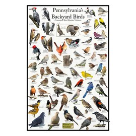 Where's Wildlife Pennsylvania's Backyard Birds Poster - Pennsylvania Bird Chart Highlighting Birds At Your Bird Feeder (8" x 12")