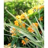 Aztec Grass - 12 Live Quart Size Plants - Variegated
