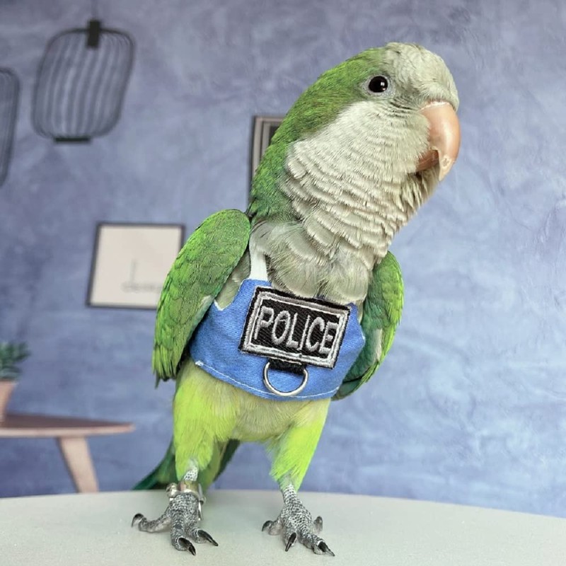 RRRIOT Bird Flight Harness Vest, Parrot Flight Suit with Leash,