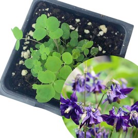 Purple Columbine (Aquilegia Vulgaris) 2.5 Inch Pot, Live Plant