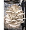 Fast Fruiting aka Masters Mix (50% Oak/50% Soy Hull Pellets) 20 Pounds