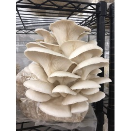 Fast Fruiting aka Masters Mix (50% Oak/50% Soy Hull Pellets) 20 Pounds