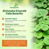 Outsidepride Perennial Dichondra Emerald Falls Seed - 30 Pcs Drought