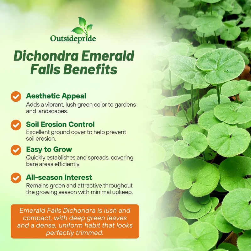 Outsidepride Perennial Dichondra Emerald Falls Seed - 30 Pcs Drought