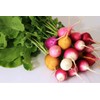 SeedsUP - 300+ Radish Rainbow Fast&Quick 25 Days - Vegetable