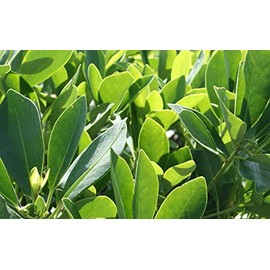 Anise Forest Green - 20 Live Plants - Illicium Parviflorum - Shade Loving Evergreen Hedge