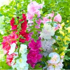 TomorrowSeeds - Summer Carnival Hollyhocks Seeds - 150+ Count Packet - for 2025 Planting Garden Seed Alcea Rosea Mixed Colors Cottage