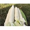 KSGARDEN 10GR = 30+ PCS WAXY CORN WHITE EXTRA STICK