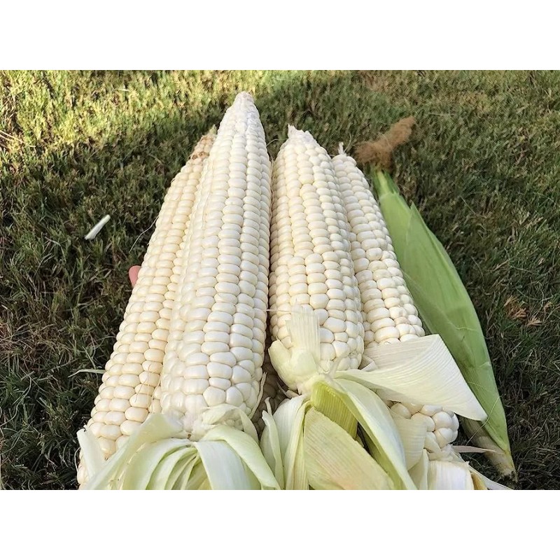 KSGARDEN 10GR = 30+ PCS WAXY CORN WHITE EXTRA STICK