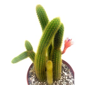 8" Large Golden Rat Tail Cactus-Cleistocactus Winteri-Live Cactus/Succulent Plant. Fully Rooted, Hardy and Drought Tolerate, Easy to Grow.