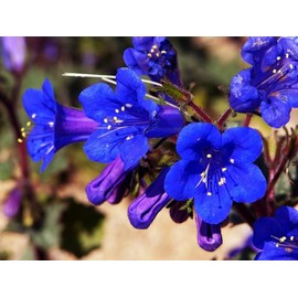 TomorrowSeeds - California Bluebell Seeds - 1000+ Count Packet - for 2025 Planting Garden Seed Phacelia Campanularia Desert Blue Bell
