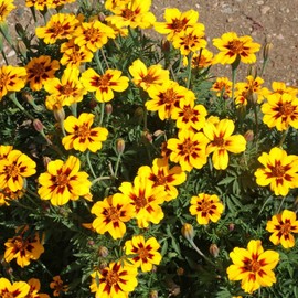 CHUXAY GARDEN ‘Dainty Marietta’ Tagetes Patula,French Marigold 400 Seeds Yellow Red Lovely Flowers Grows in Garden and Pots Decorative Garden