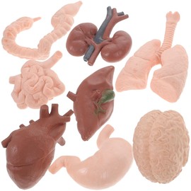 8 Pieces Human Body Anatomy Model Set, 3D Scientific Learning Tools, Realistic Brain, Heart, Lungs, Liver, Stomach, Intestinal Kidneys, Mini Decoration Toy