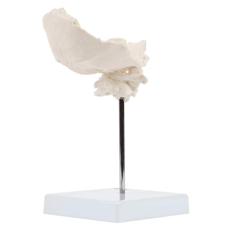 Axis Scientific Occipital Bone - C1 and C2, Human Skull