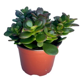 Jade Plant - Crassula - Easy to Grow - Hard to Kill - Cactus - 4" Pot- Living Succulant, Succulents Plant Live, Succulent Plants Fully Rooted, Houseplant for Home Office Decor