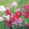 Southeast Seeds Royal Family Sweet Pea Seeds, Ruffled Flower Blooms,