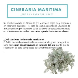 2gotas Naturales Oftálmicas Cineraria Marítimaojos Cataratas