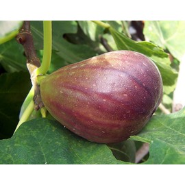 Brown Turkey Fig Tree - Large Live Fruit Plant Shipped 3 to 4 Feet Tall by DAS Farms (No California)