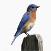 CafePress Eastern Bluebird Magnet 2.25" Round Magnet, Refrigerator Magnet