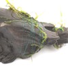 CHARM Moss Line, 0.06 oz (1.5 g) (Approx. 16.6 ft
