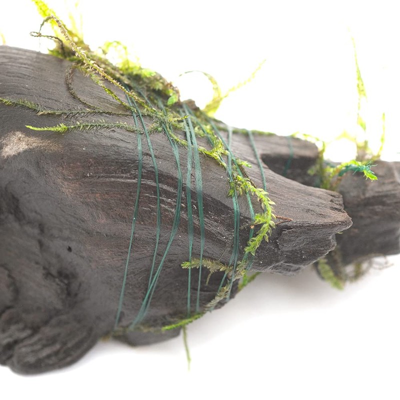 CHARM Moss Line, 0.06 oz (1.5 g) (Approx. 16.6 ft