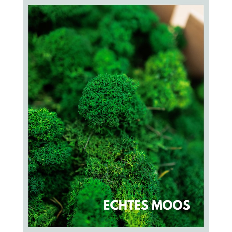 Iceland Moss Natural Green Preserved I Moss Decoration for Crafts